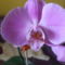 Orchideáim. 1