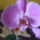 Orchideaim_1_1784059_2344_t