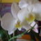 Orchideáim. 2