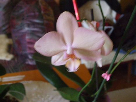 Orchideáim. 3