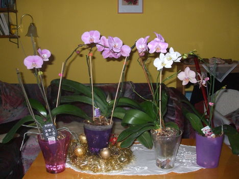 Orchideáim. 4