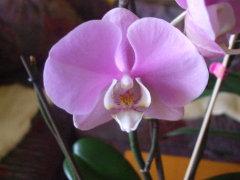 Orchideáim. 5