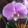 Orchideaim_5_1784063_4377_t