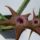 Stapelia_schinzii_1784346_4276_t