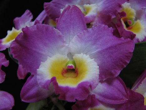Dendrobium nobile hybrid 'Akatsuki' 2