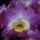 Dendrobium_nobile_hybrid_akatsuki_2_1785432_8286_t