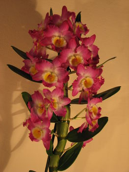 Dendrobium nobile hybrid 'Akatsuki' 3