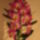 Dendrobium_nobile_hybrid_akatsuki_3_1785433_2908_t