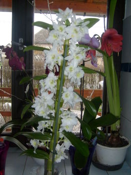 Orchideát öcsémtől.