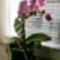 Orchideám több virággal