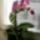 Orchideam_tobb_viraggal_1786874_4652_t