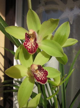 Cymbidium virágok