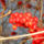 Mai_vadaszatomrol_9_1787529_2794_t