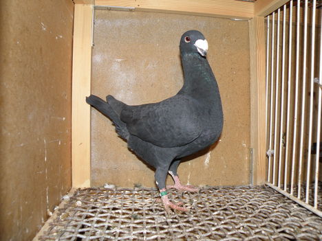 PC280946