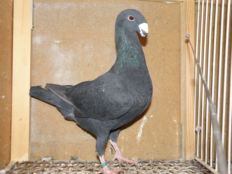 PC280954