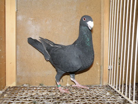 PC281004