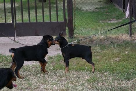 Rottweiler és Törpe pincsher