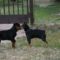 Rottweiler és Törpe pincsher