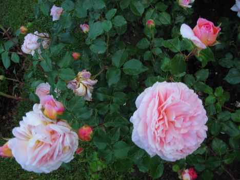 Abraham Darby  angol rózsa