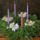 Advent_masodik_vasarnapja_1780213_9167_t