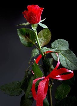 Egy szál rózsával köszönöm meg