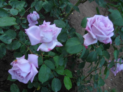 Karnevál rózsa