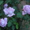 Karnevál rózsa