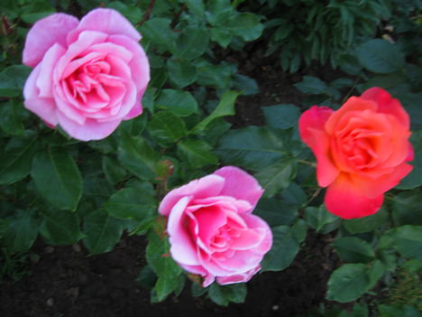 rózsák