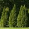 Thuja_occidentalis