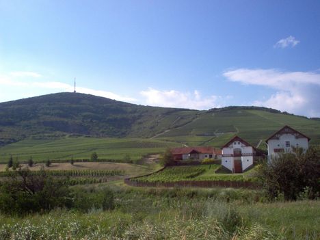 tokaj1