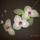 Dscn5693_1791281_2100_t