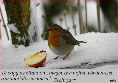 Ige a mai napra