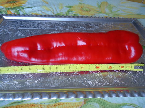 Ramiró paprika, több mint 20 cm-es