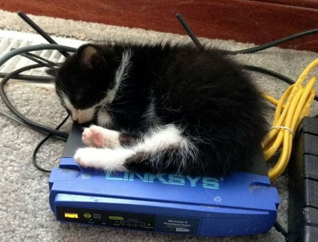 A macsek bárhol elalszik