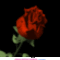 Letéptem egy piros rózsát