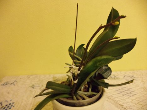  Mentett orchideám
