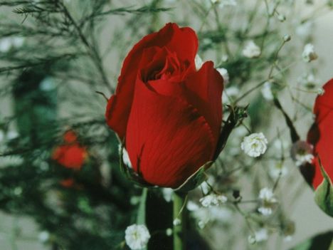 Piros rózsa, feslő rózsa