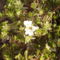 Évelő tatárvirág  Tegnapi felvétel a kertből.