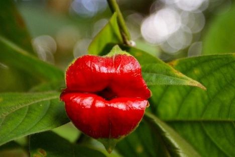 Csókvirág ( Psychotria elata)