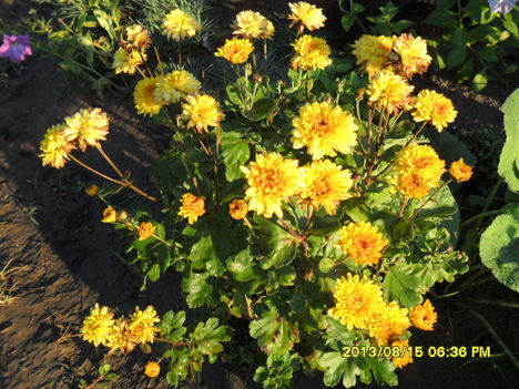 A kis kertem virágai 012