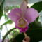 Cattleya hibrid