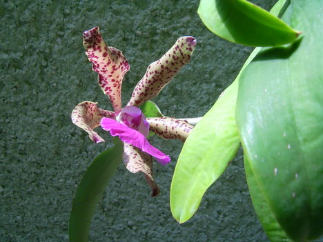 Cattleya Kerchoveana ( granulosa x schilleriana)