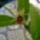 Coelogyne_ovalis_1796616_4570_t