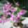 Dendrobium_antilope_hibrid_1796625_4821_t