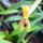 Mormolyca_ringens_1796620_6423_t