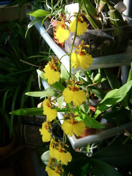 Oncidium hibrid