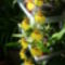 Oncidium hibrid