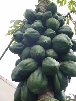 Papaya 1