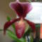 Paphiopedilum