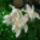 Stanhopea_oculata_1796614_9603_t